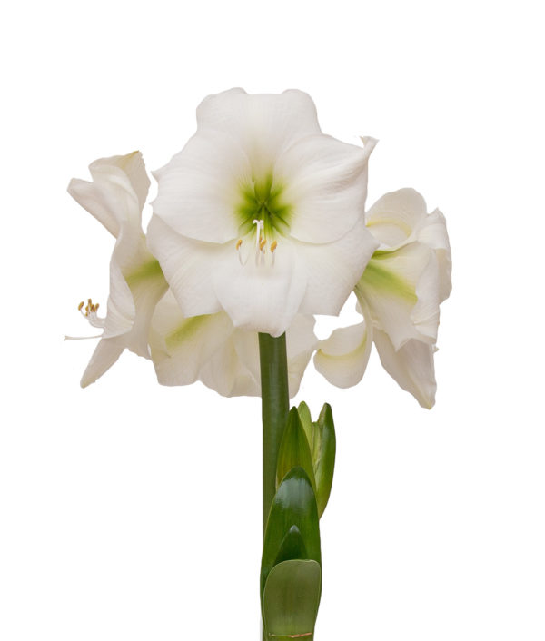 amaryllis valkoinen