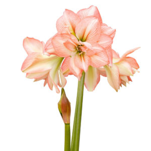 amaryllis jossa on vaaleanpunaiset kukat valkoisin raidoin