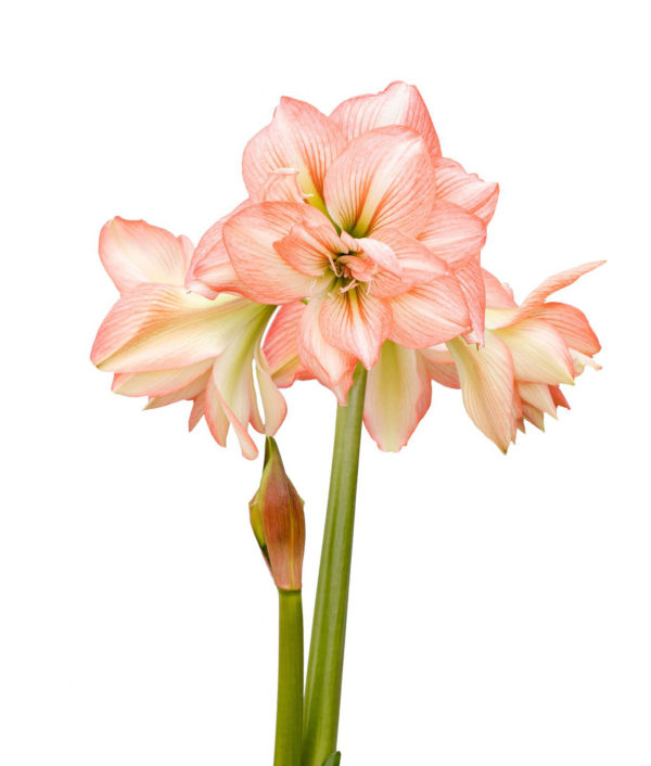 amaryllis jossa on vaaleanpunaiset kukat valkoisin raidoin