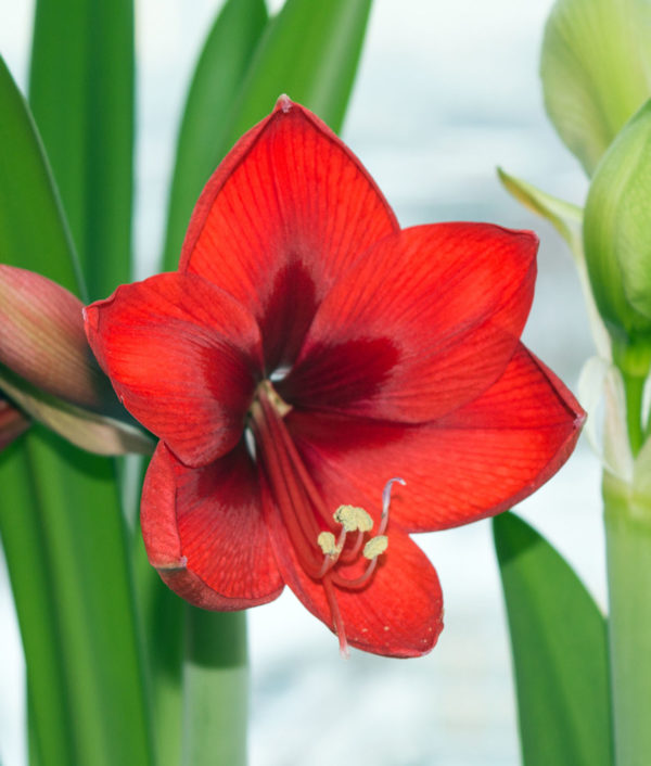 Amaryllis Red Lion Punainen Irtosipuli