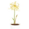 kerman värinen amaryllis