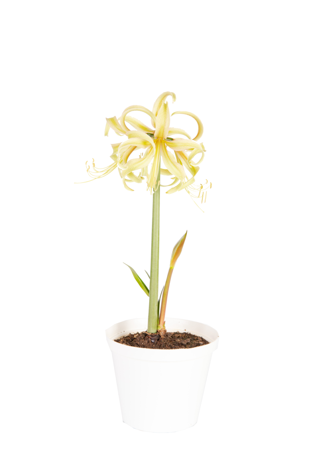 Amaryllis Saffron Pukinmäen puutarha