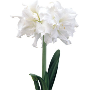 valkoinen kerrottu kukkainen amaryllis