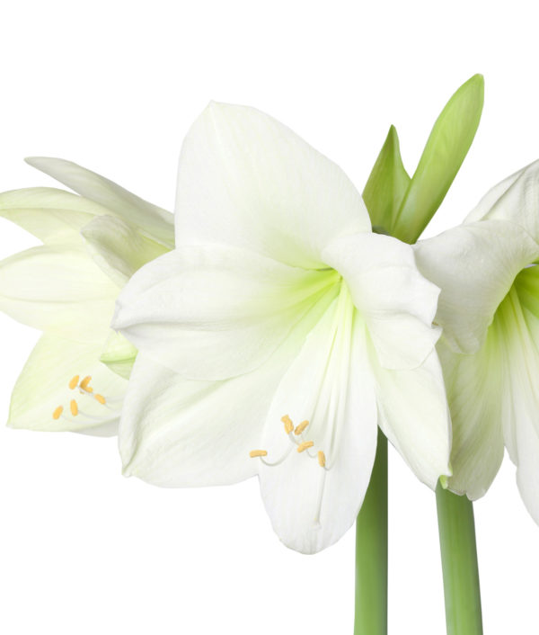 Amaryllis Valkoinen