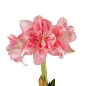 Amaryllis Rozetta®