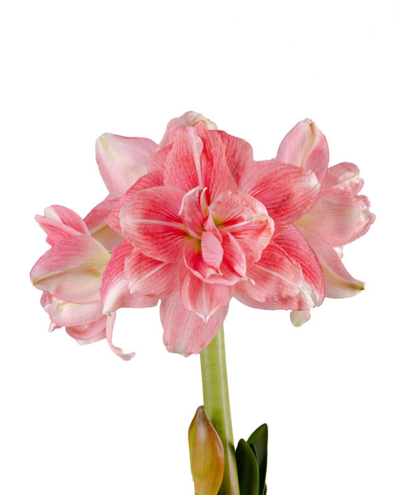 Amaryllis Rozetta®