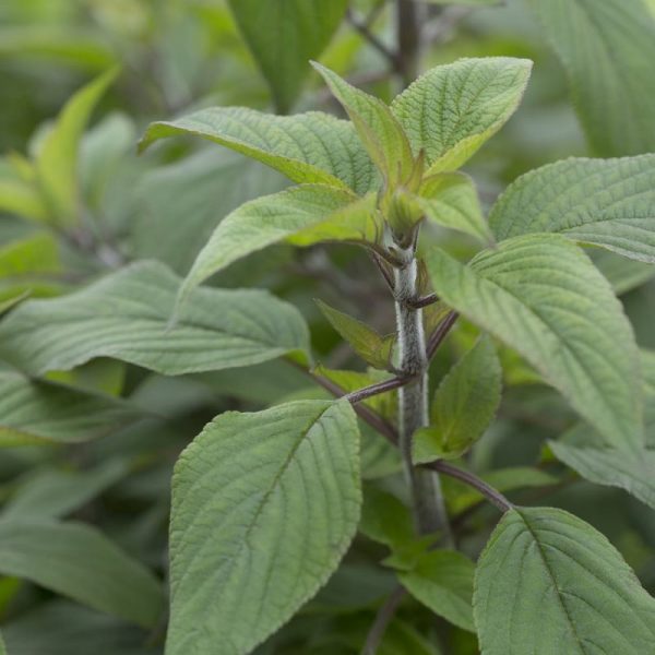 Ananassalvia