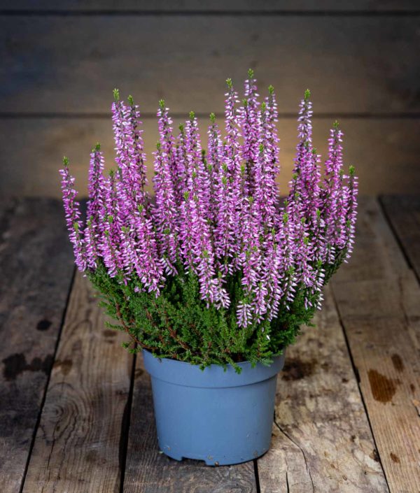 calluna kanerva
