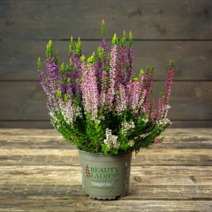 calluna-kanerva ruukussa