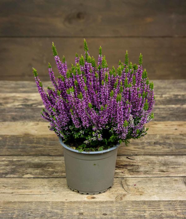 Calluna Beauty Ladies Trio R13 - Image 5