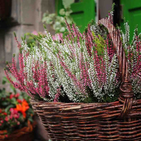 Calluna-kanerva - Image 2
