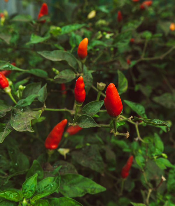 Chili Tabasco