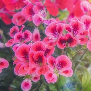 Pelargonin pikkutaimet