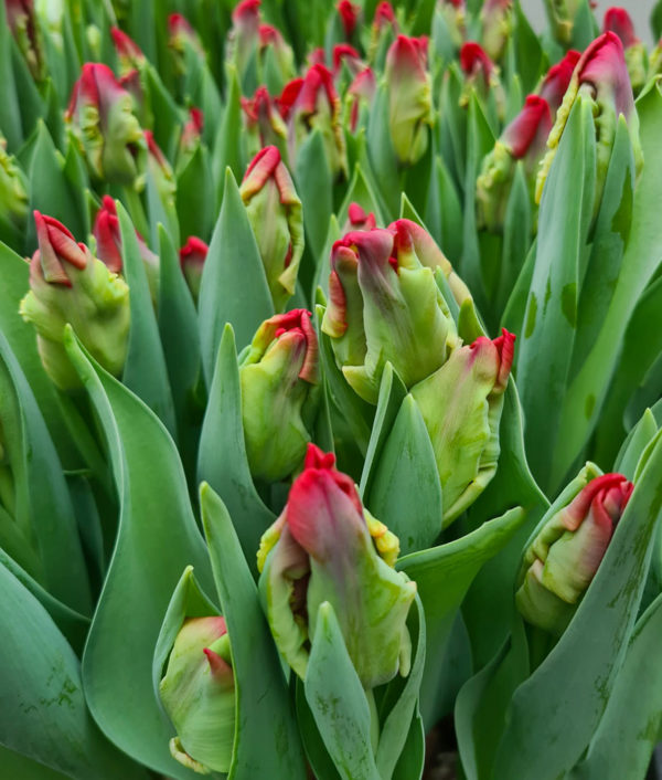 Päivän Tulppaanit Erikoislajikkeet