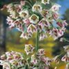 Hajulaukka Nectaroscordum siculum, nuokkuvat kellokukat, 7 sipulin pussi
