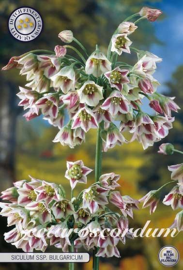Hajulaukka Nectaroscordum siculum, nuokkuvat kellokukat, 7 sipulin pussi