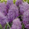 Violetti töyhtöhelmililja Plumosum, 10 sipulin pussi