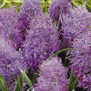 Violetti töyhtöhelmililja Plumosum, 10 sipulin pussi