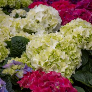 ruukkuhortensia