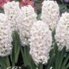 Valkoinen hyasintti White Pearl, 5 sipulin pussi