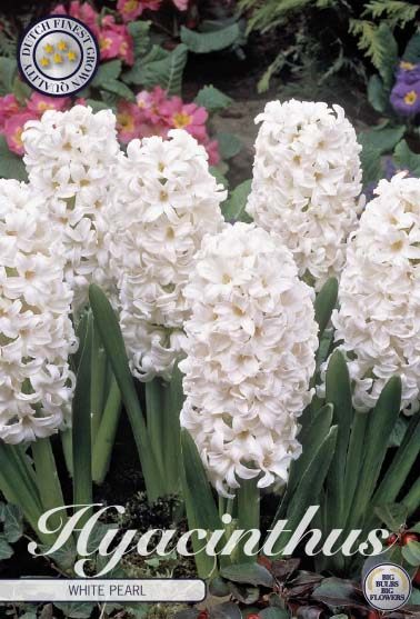 Valkoinen hyasintti White Pearl, 5 sipulin pussi