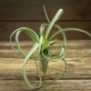 Tillandsia