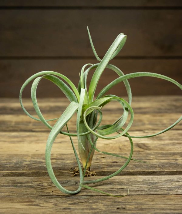 Tillandsia