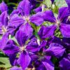 clematis