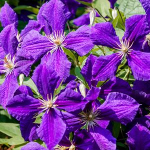 clematis