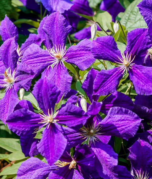 clematis