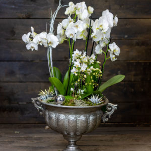 Jätti Jouluasetelma Orkidea