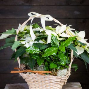 jouluasetelma valkoisista kukista puutaustalla