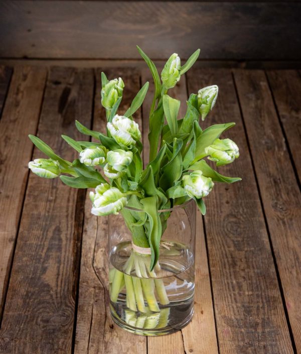 Joulun Tulppaanit Erikoislajikkeet - Image 2