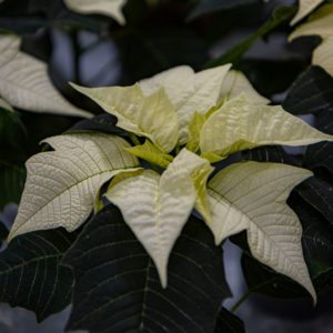 Alternative view of Joulutähti 1 Latvainen