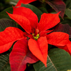 Joulutähti 1 Latvainen