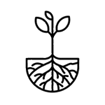 Juuripaakku