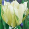 Valkoinen puolikerrottu kasvitieteellinen tulppaani Exotic Emperor, 7 sipulin pussi