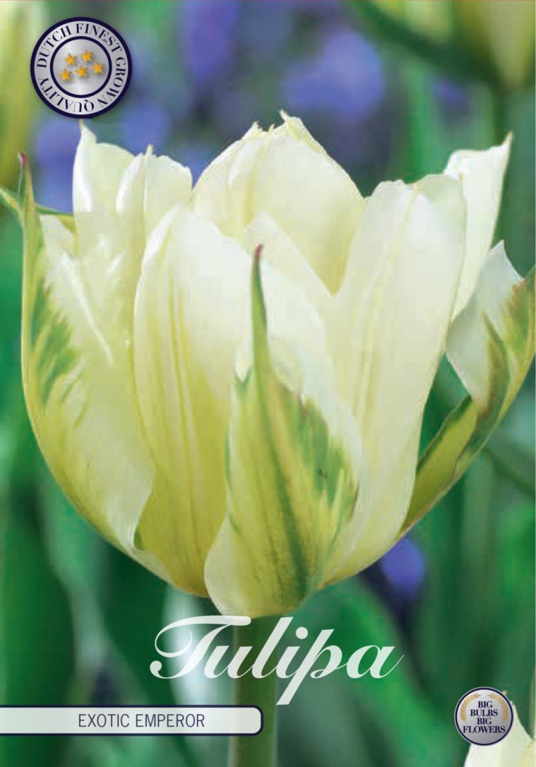 Valkoinen puolikerrottu kasvitieteellinen tulppaani Exotic Emperor, 7 sipulin pussi