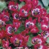 Magentanpunainen pikkutulppaani Little Beauty, 10 sipulin pussi