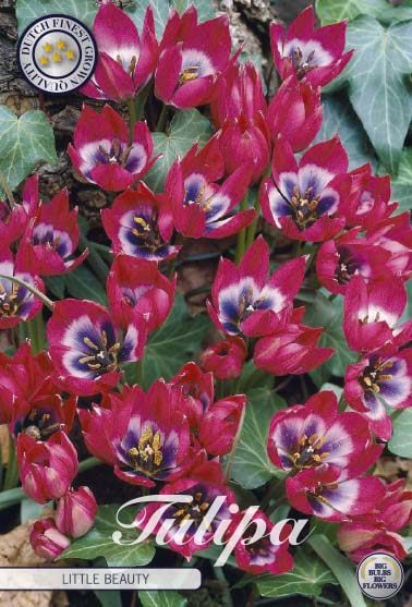 Magentanpunainen pikkutulppaani Little Beauty, 10 sipulin pussi