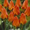Oranssi monikukkainen kasvitieteellinen tulppaani Orange Toronto, 10 sipulin pussi