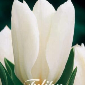 Valkoinen kasvitieteellinen tulppaani Purissima, 10 sipulin pussi