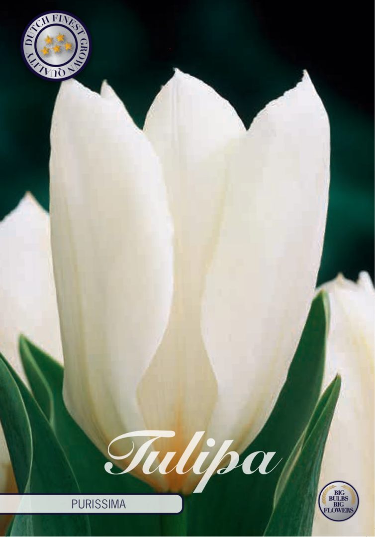 Valkoinen kasvitieteellinen tulppaani Purissima, 10 sipulin pussi