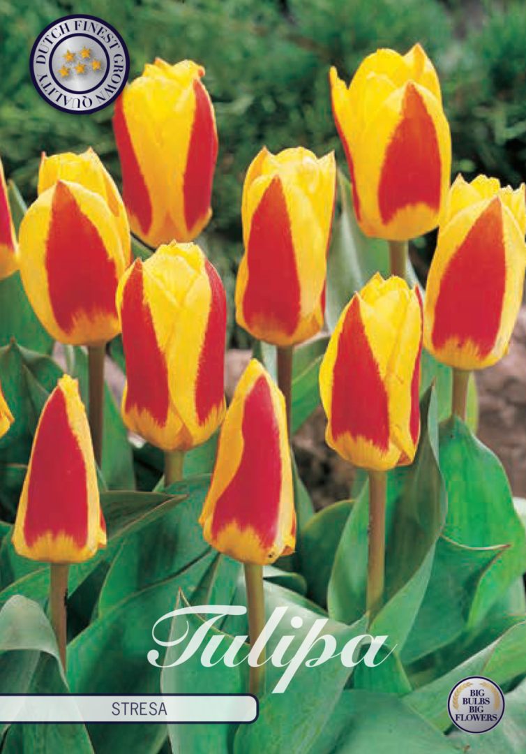 Keltapunainen kasvitieteellinen tulppaani Stresa, 7 sipulin pussi