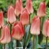 Aprikoosinpunertava kasvitieteellinen tulppaani Sweet Lady, 7 sipulin pussi