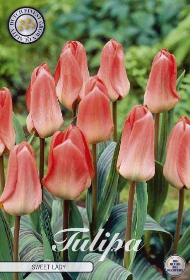 Aprikoosinpunertava kasvitieteellinen tulppaani Sweet Lady, 7 sipulin pussi