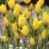 Keltainen metsätulppaani Tulipa sylvestris, 10 sipulin pussi