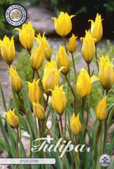 Keltainen metsätulppaani Tulipa sylvestris, 10 sipulin pussi