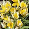 Keltavalkoinen parvitulppaani Tulipa tarda, 10 sipulin pussi