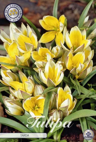 Keltavalkoinen parvitulppaani Tulipa tarda, 10 sipulin pussi